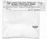 Noblesia crocea image